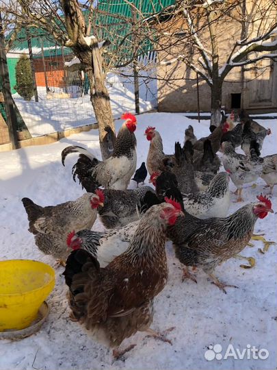 Борковская барвистая и адлерская серебристая