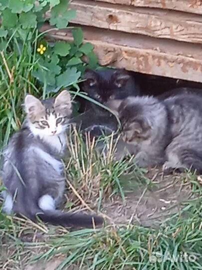 Котята в добрые ручки