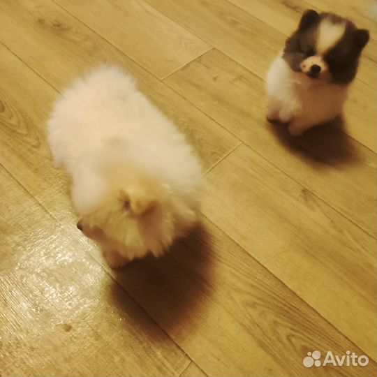 Померанский шпиц