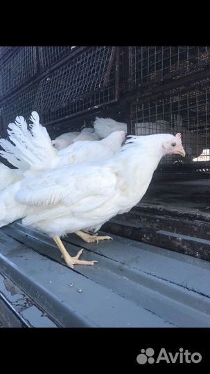 Куры Гуси Утки Циплята бройлера Индюшата