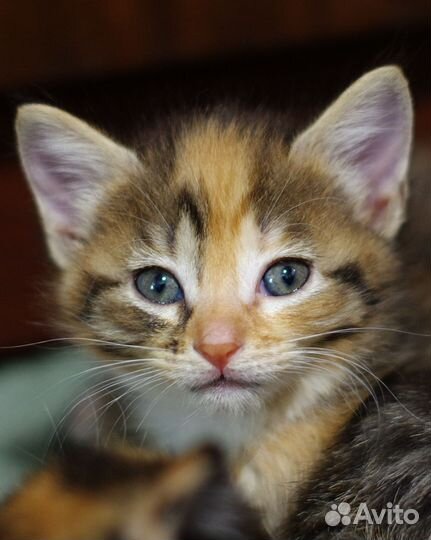 Кошечка тайдай