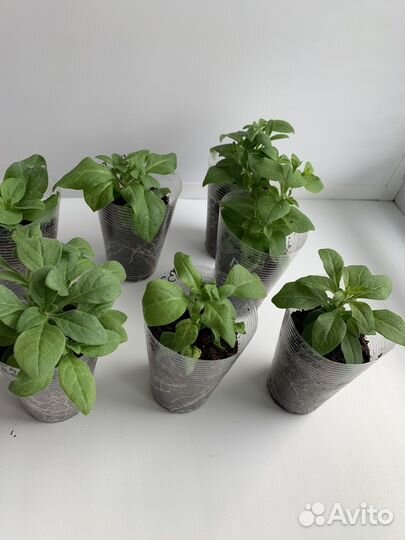 Вегетативная петуния