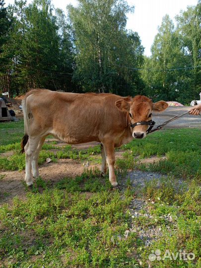 Тёлочка Джерси