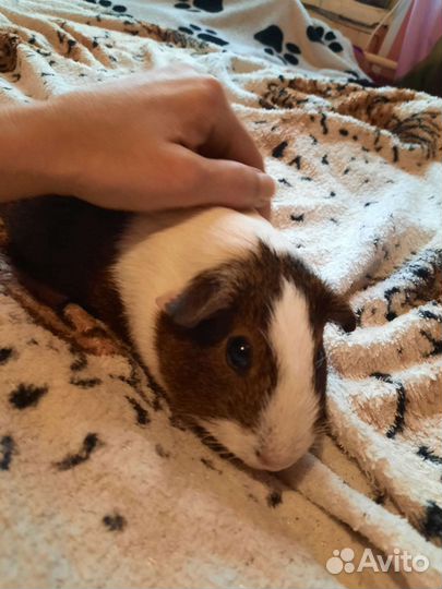 Морская свинка бесплатно в дар 2мальчика и девочку