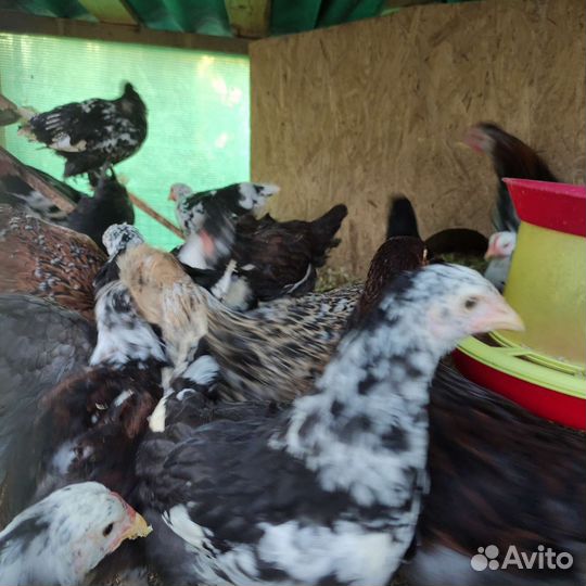 Петухи, молодки