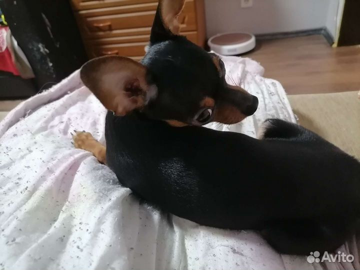 Мини той-терьер вязка