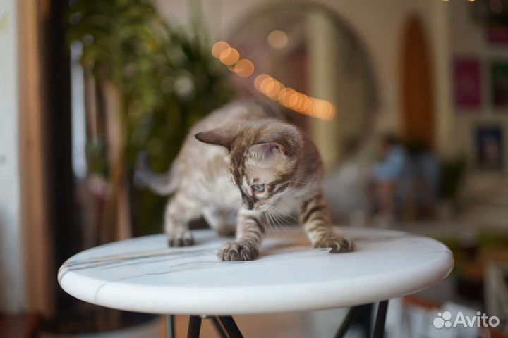 Бенгальские котята редкого окраса