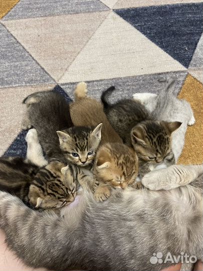 Шотландские котята