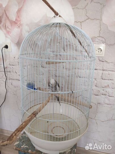 Попугай корелла с клеткой