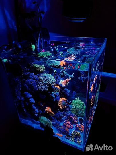 Обслуживание Морских и пресноводных аквариумов