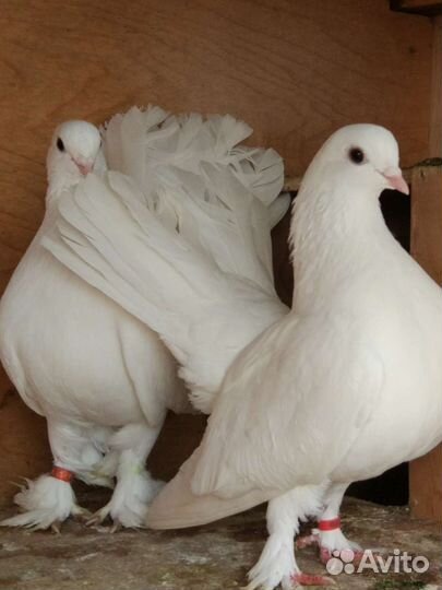 Белые голуби на свадьбу и другие торжества