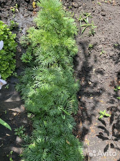 Пион, лилии