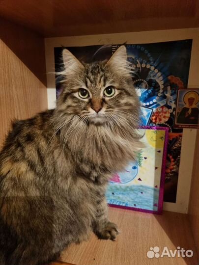 Кошечка в добрые руки