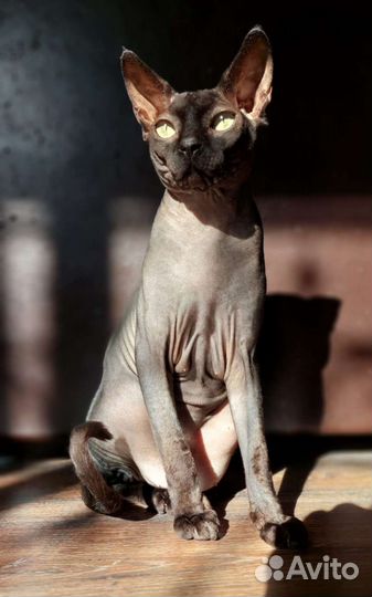 Канадский сфинкс вязка