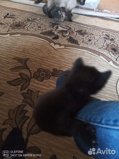 Котята в добрые руки бесплатно