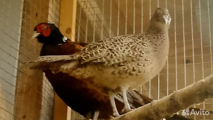 Продаю фазанов охотничьих