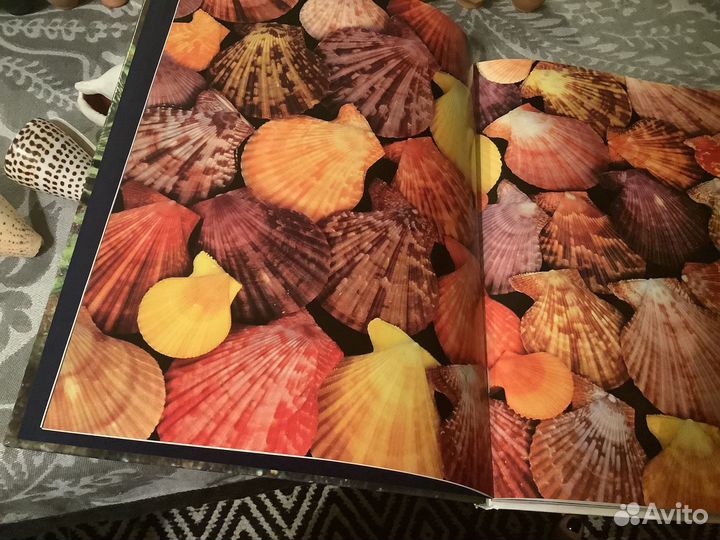 Моллюски. Мир животных. Эндрю клив