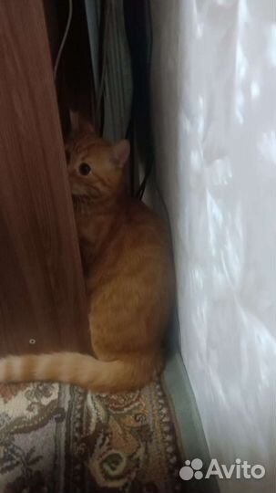 Котята отдам в добрые руки бесплатно