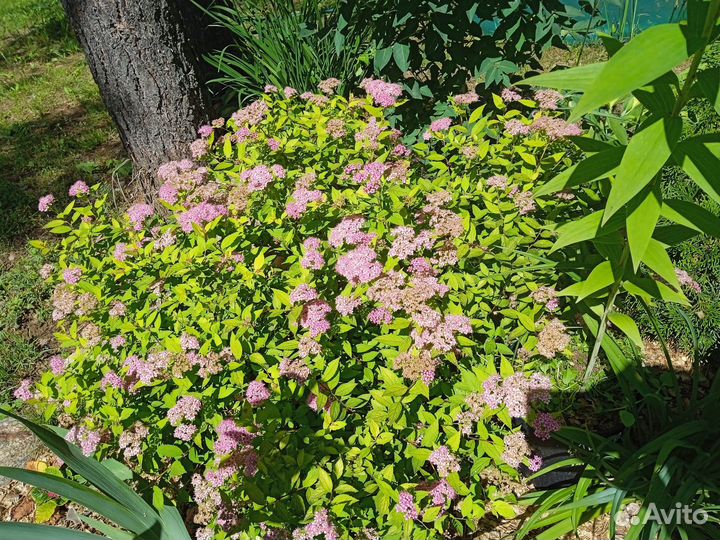 Бересклет, спирея, айва, гортензия