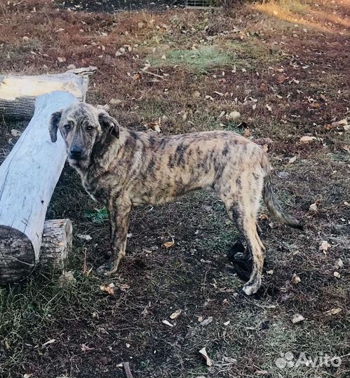 Прекрасная девочка