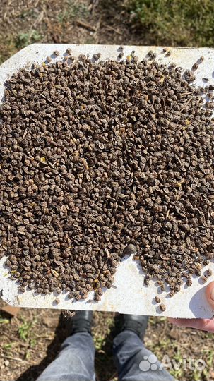 Эспарцет семена