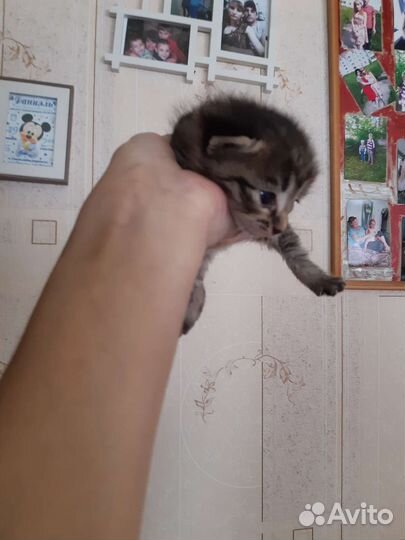 Котята малыши
