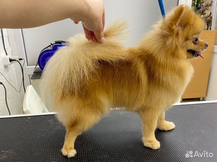 Нужны модели на бесплатную стрижку йорк, шпиц