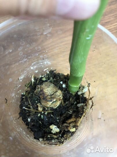 Диффенбахия Тикки