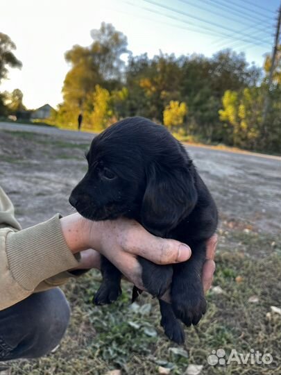 Кутята спаниель