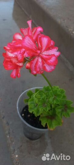 Герань пеларгония