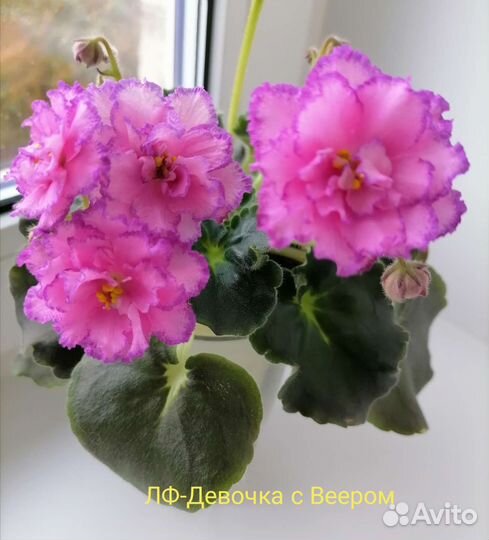 Фиалки сортовые