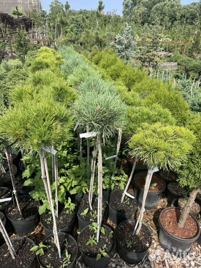 Сосна на штамбе