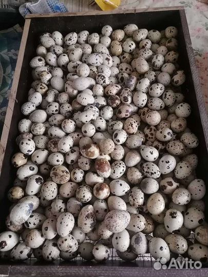 Яйца перепелиные домашние