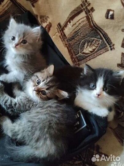 Британские котята