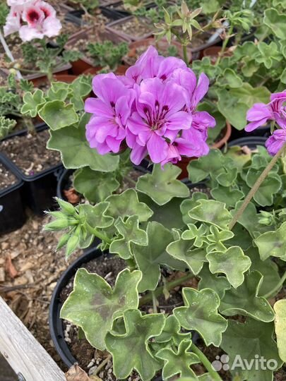 Пеларгония цветущая из питомника растений