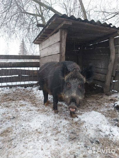 Свинья дикого кабана