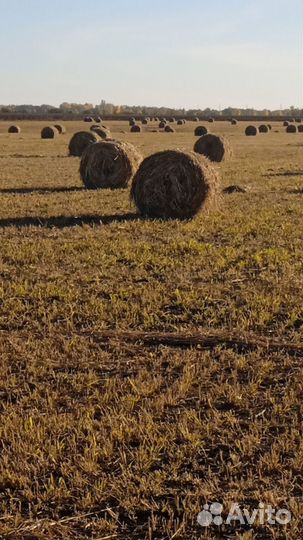 Продам сено в рулонах