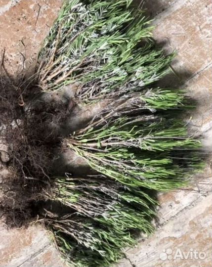 Лаванда саженцы