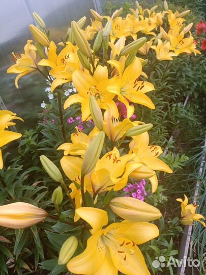 Лилии луковицы