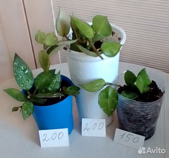 Хойи миники - милашки