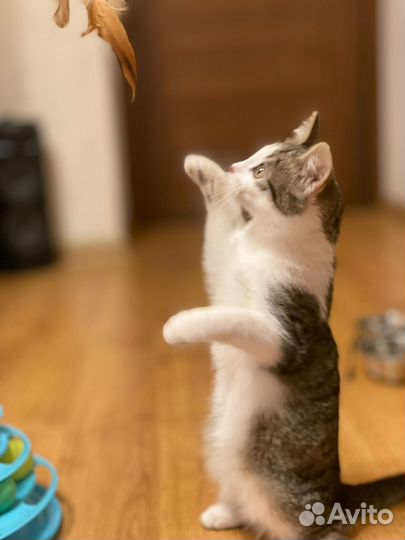 Котенок девочка в добрые руки 3,5 месяца