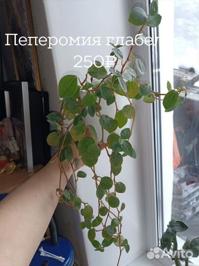 Фикус Мелани, филодендрон, пеперомия