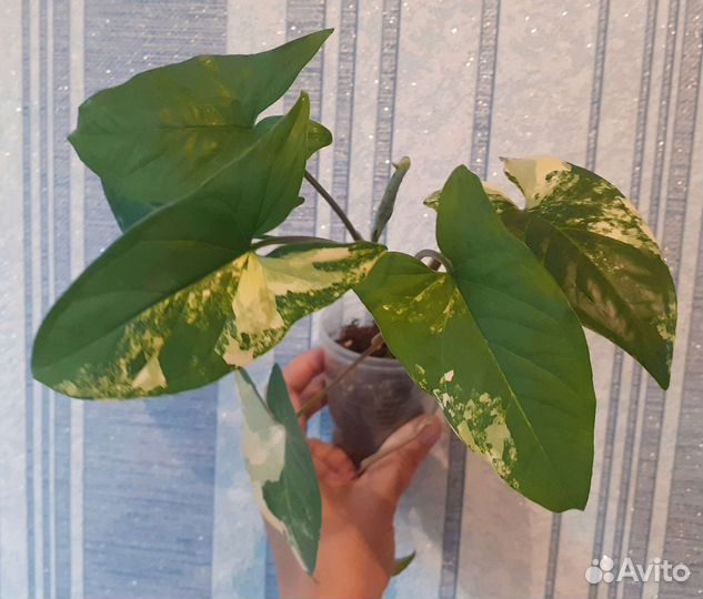 Сингониум империал еллоу/imperial yellow