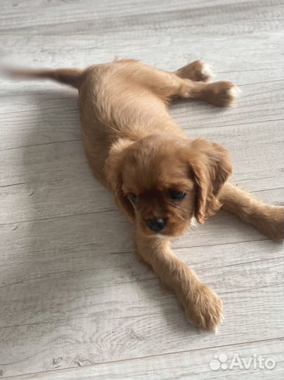 Кавалер кинг чарльз спаниель рубин девочка РКФ