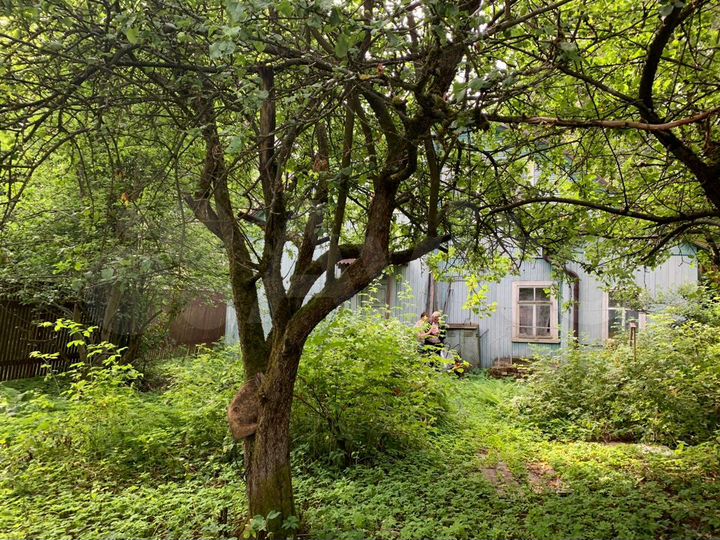 Участок 5,34 га (ИЖС)