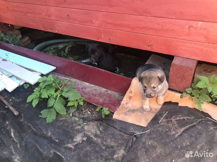 Щенята