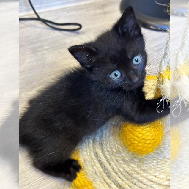 Котёнок в добрые руки