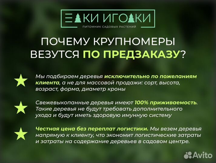 Ели голубые Крупномеры