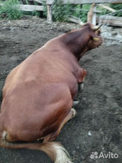 Бык и телка