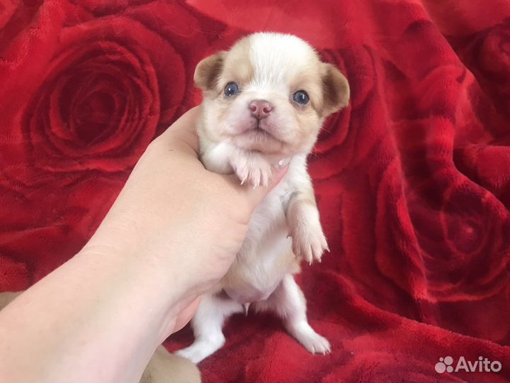 Чихуахуа девочка